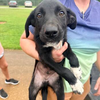 Tater -  Mixed Breed Dog for Adoption in Corinth, Mississippi - Tater | PetCurious