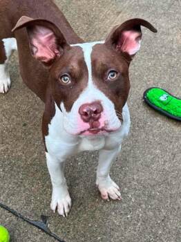Eliza -  Pit Bull Terrier Dog for Adoption in Chicago, Illinois - Eliza | PetCurious
