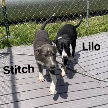 Mixed Breed Dogs Available for Adoption in Jacksboro, Tennessee - Stitch | PetCurious