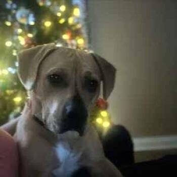 Rescue Pit Bull Terrier and Labrador Retriever Dogs for Adoption in Vine Grove, Kentucky - Theo **Courtesy Post** | PetCurious