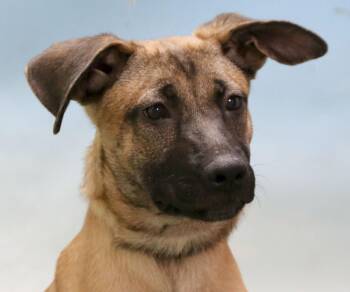 Rescue Boxer Dogs for Adoption in Casa Grande, Arizona - Amber | PetCurious