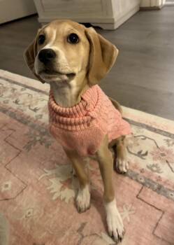 Feist Dogs Available for Adoption in Newport, Kentucky - Eidra Park | PetCurious