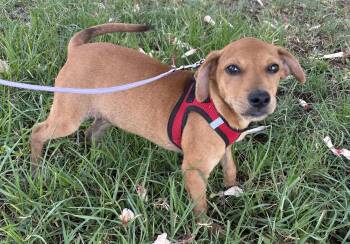TOMMY -  Dachshund Dog for Adoption in Bell Gardens, California - TOMMY | PetCurious