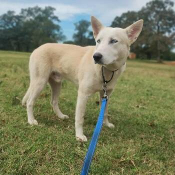 Rescue Siberian Husky and Mixed Breed Dogs for Adoption in Wadena, Minnesota - Frosty | PetCurious