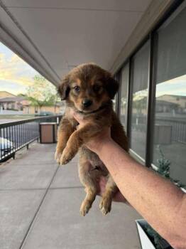 Labrador Retriever Dogs Available for Adoption in Aurora, Colorado - Roadrunner | PetCurious