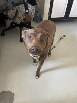 Rescue Australian Cattle Dog Blue Heeler and Mixed Breed Dogs for Adoption in Santa Cruz, California - CHEWIE | PetCurious