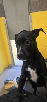 Rescue Pit Bull Terrier Dogs for Adoption in Anderson, California - Mavis | PetCurious