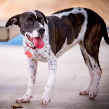 MESA -  Pit Bull Terrier and Cattle Dog Dog for Adoption in Joshua Tree, California - MESA | PetCurious