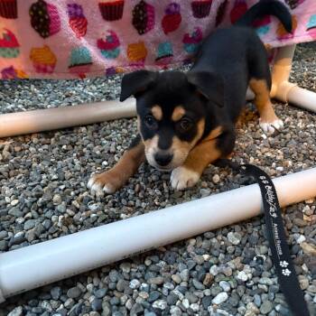 Lisa -  Terrier and Mixed Breed Dog for Adoption in Redmond, Washington - Lisa | PetCurious