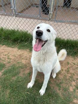 Great Pyrenees Dogs Available for Adoption in Newport, New Hampshire - Bell | PetCurious