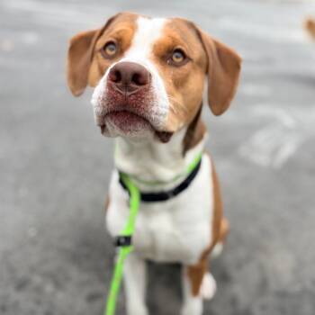 Pit Bull Terrier Dogs Available for Adoption - Cricket | PetCurious