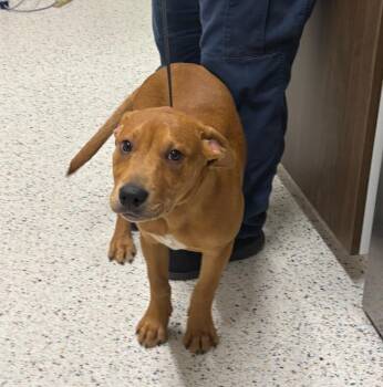 Flanagan (Sponsored Adoption) -  Labrador Retriever and Mixed Breed Dog for Adoption in Providence Forge, Virginia - Flanagan (Sponsored Adoption) | PetCurious