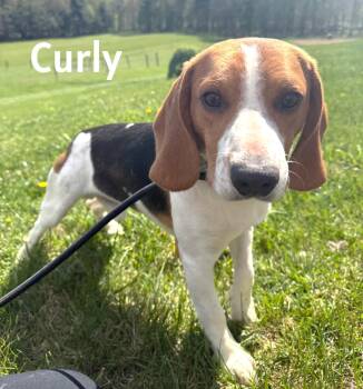 Beagle Dogs Available for Adoption in Lexington, Massachusetts - Curly | PetCurious