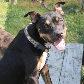 GiGi -  Rottweiler and Terrier Dog for Adoption in Cleveland, Mississippi - GiGi | PetCurious