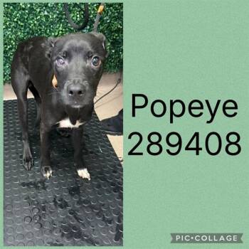 POPEYE -  Mixed Breed Dog for Adoption in Macon, Georgia - POPEYE | PetCurious