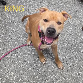King -  Pit Bull Terrier and Mixed Breed Dog for Adoption in Parkersburg, West Virginia - King | PetCurious