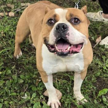 Champion -  American Bully Dog for Adoption in Waterloo, Iowa - Champion | PetCurious