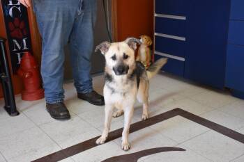 German Shepherd Dog Dogs Available for Adoption - Tippy | PetCurious