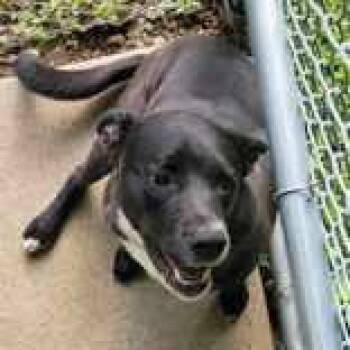 Rescue Mixed Breed Dogs for Adoption in Portsmouth, Ohio - Oreo | PetCurious