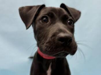 Bettie -  Labrador Retriever and Mixed Breed Dog for Adoption in Golden Valley, Minnesota - Bettie | PetCurious