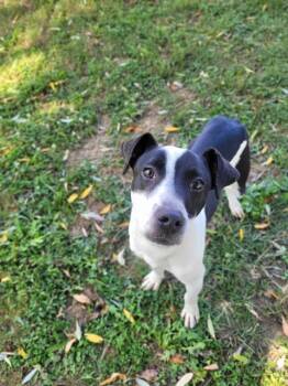 Rescue Labrador Retriever and Mixed Breed Dogs for Adoption in St. Peters, Missouri - ARCHIE | PetCurious