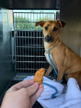 Sulvia -  Mixed Breed Dog for Adoption in Cincinnati, Ohio - Sulvia | PetCurious