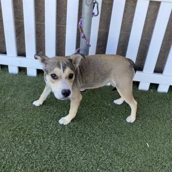 MACY RAE -  Siberian Husky and Staffordshire Bull Terrier Dog for Adoption in Modesto, California - MACY RAE | PetCurious