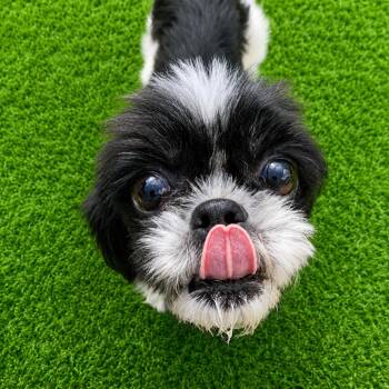 Oboe -  Shih Tzu Dog for Adoption in Boerne, Texas - Oboe | PetCurious