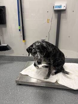 Rescue Australian Cattle Dog Blue Heeler Dogs for Adoption in Sevierville, Tennessee - Oreyo | PetCurious