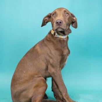 Mixed Breed Dogs Available for Adoption in Portland, Oregon - Buck | PetCurious