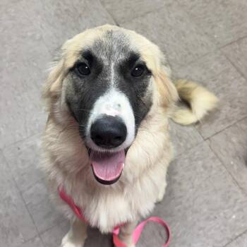 Delilah Mae -  Anatolian Shepherd and Mixed Breed Dog for Adoption in Birmingham, Alabama - Delilah Mae | PetCurious