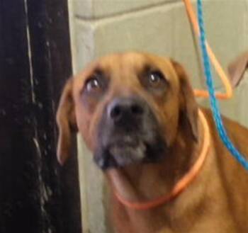 MUFFIN -  German Shorthaired Pointer and Mixed Breed Dog for Adoption in Tulsa, Oklahoma - MUFFIN | PetCurious
