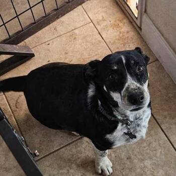 Mixed Breed Dogs Available for Adoption in Floresville, Texas - Gracie | PetCurious