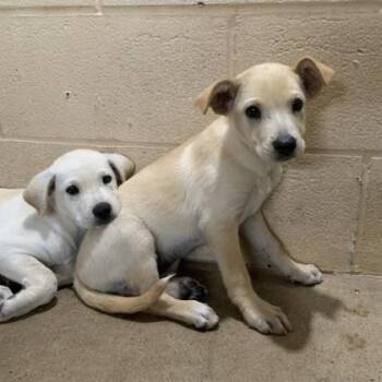 Lex -  Labrador Retriever and Mixed Breed Dog for Adoption in Morton Grove, Illinois - Lex | PetCurious