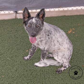 Hattie -  Australian Cattle Dog Blue Heeler and Mixed Breed Dog for Adoption in Abilene, Texas - Hattie | PetCurious