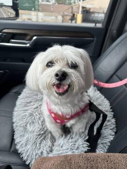 Bree -  Coton De Tulear Dog for Adoption in Alafaya, Florida - Bree | PetCurious