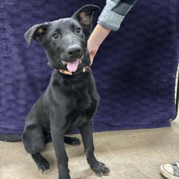 German Shepherd Dog and Black Labrador Retriever Dogs Available for Adoption - Daffy | PetCurious