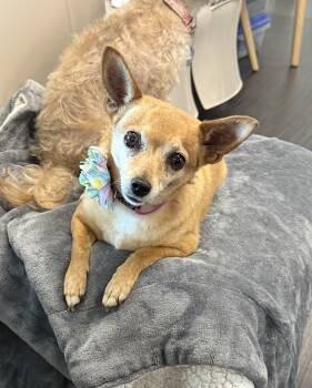 Abbie -  Chihuahua Dog for Adoption in Phoenix, Arizona - Abbie | PetCurious