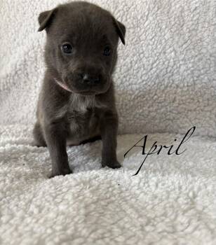 April- Mama August Calendar Crew -  Labrador Retriever and Pit Bull Terrier Dog for Adoption in Carmel Hamlet, New York - April- Mama August Calendar Crew | PetCurious
