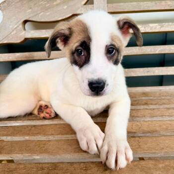 Cillian -  Husky and Akita Dog for Adoption in Foley, Alabama - Cillian | PetCurious