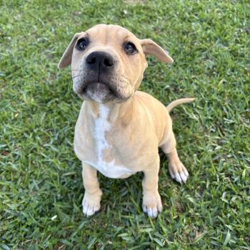 American Staffordshire Terrier Dogs Available for Adoption - Strawberry | PetCurious