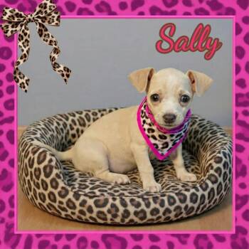 Sally Owens -  Chihuahua Dog for Adoption in Grove, Oklahoma - Sally Owens | PetCurious