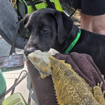 Odessa -  Labrador Retriever Dog for Adoption in Fargo, North Dakota - Odessa | PetCurious