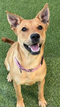 Rescue Shepherd and Mixed Breed Dogs for Adoption in San Antonio, Texas - Meadow | PetCurious