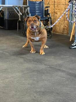 Copper -  English Bulldog and Staffordshire Bull Terrier Dog for Adoption in Cloquet, Minnesota - Copper | PetCurious