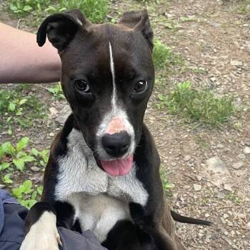 Mixed Breed Dogs Available for Adoption in Bentonville, Arkansas - Georgia | PetCurious