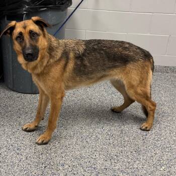 Evermore -  Mixed Breed Dog for Adoption in Greenville, South Carolina - Evermore | PetCurious