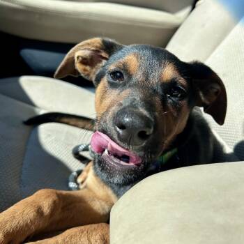 Doberman Pinscher and Mixed Breed Dogs Available for Adoption in Peculiar, Missouri - Panini | PetCurious