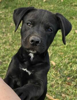 Rescue Cane Corso and Labrador Retriever Dogs for Adoption in Ocean Township, New Jersey - Sigrid | PetCurious