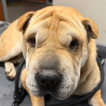 Sally -  Shar Pei Dog for Adoption in Yuma, Arizona - Sally | PetCurious